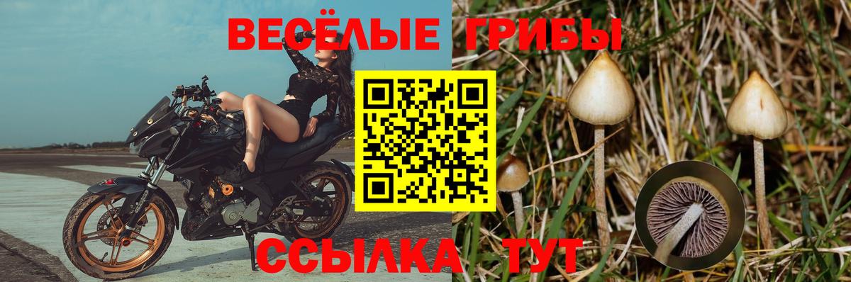 Сегежа  Псилоцибиновые грибы Psilocybine cubensis  Вход с VPN 
